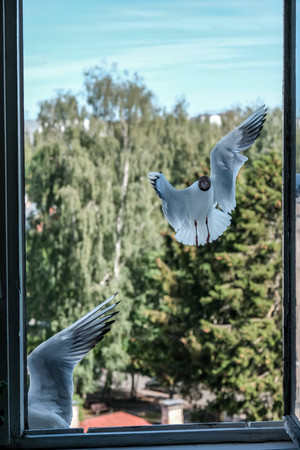 seagull eating bread from city apartment window, fighting for food with green trees in backgroundの写真素材