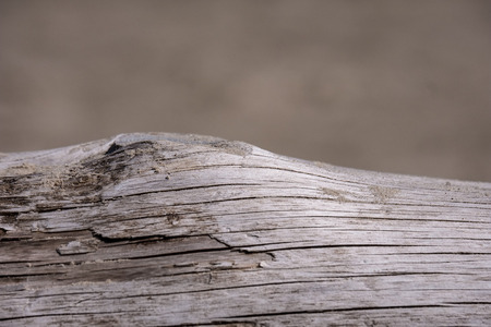 piece of dry wood on a sea shore against blue skyの写真素材