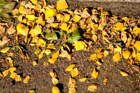 yellow tree leaves laying on asphalt in autumn with harsh sun light
