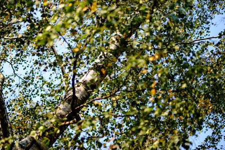 birch trees with yellow and green leaves in autumn park with blur background before winterの写真素材