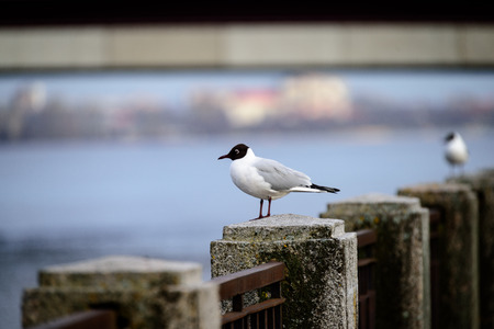seagull sitting on the rails of bridge in the urban areaの写真素材