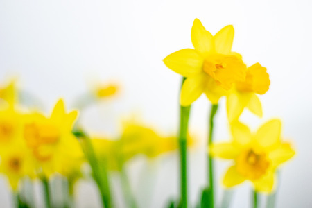 doffodil flowers on a white background with blur and green leavesの写真素材