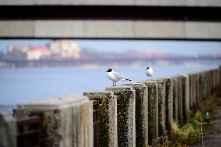 seagull sitting on the rails of bridge in the urban areaの写真素材