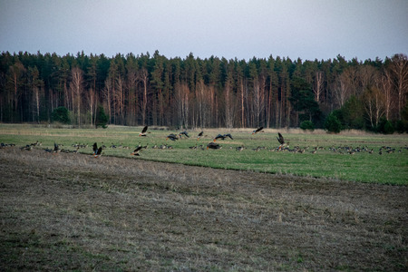 large flock of goose gathering in the field to fly south. migratory birds in Latvia. Geese are waterfowl of the family Anatidaeの写真素材