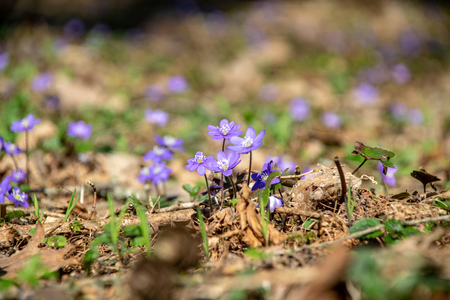 liverleaf flowers, Hepatica nobilis, in spring forest bed on a background of old leaves and few...