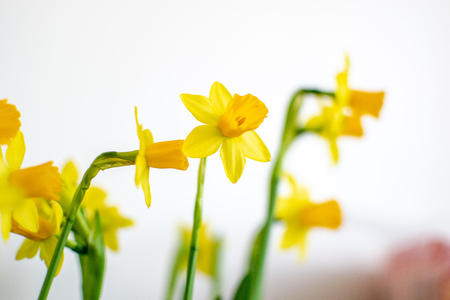 doffodil flowers on a white background with blur and green leaves