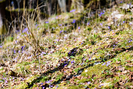 liverleaf flowers, Hepatica nobilis, in spring forest bed on a background of old leaves and few green leavesの写真素材