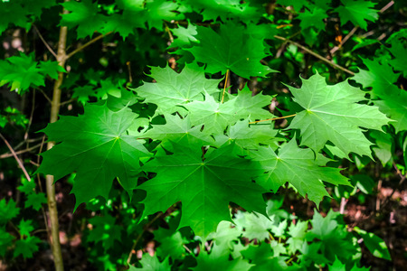 green grass foliage pattern in summer bright sunlight with high contrast