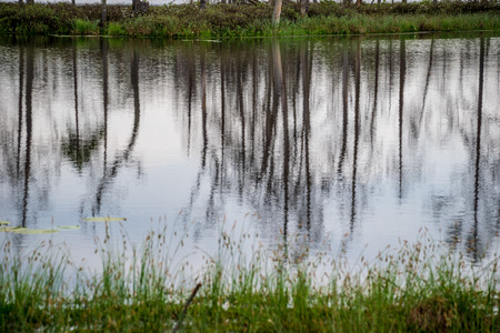 reflections of dead tree trunks in bog water at sunset in swamp area with autumn colored foliage and vegetationの写真素材