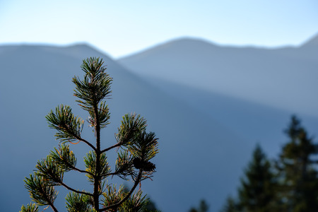 pine tree in front of  morning light rising over the hill tops and forests in the mountains Tatra in...