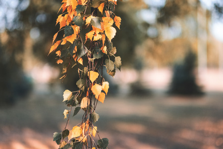 birch trees with yellow and green leaves in autumn park with blur background before winter - vintage...