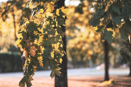 birch trees with yellow and green leaves in autumn park with blur background before winter - vintage retro lookの写真素材