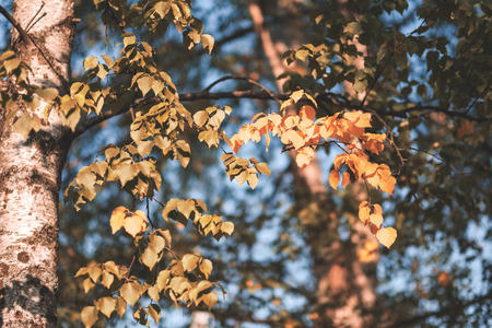 birch trees with yellow and green leaves in autumn park with blur background before winter - vintage retro lookの写真素材