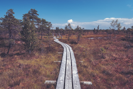 wooden footpath in swamp with beautiful evening sun light in green foliage of summer bog. wooden boardwalk in perspective view - vintage retro look - vintage autumn color lookの写真素材