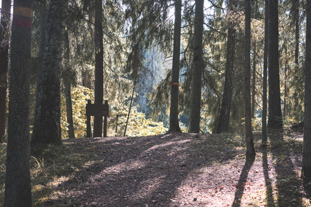 hiking trail in the woods in green summer forest with sun light - vintage retro look - vintage autumn color lookの写真素材