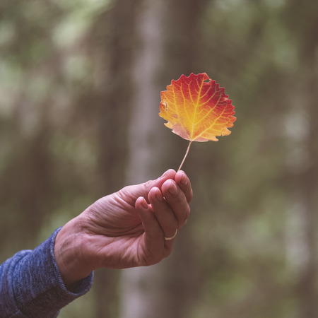 young woman enjoying nature trails in forest. vintage look. holding colored tree leave in one hand - vintage retro lookの写真素材