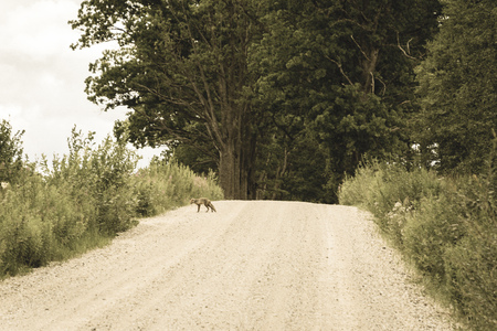 simple country gravel road in summer at countryside with trees around and clouds in the sky with sad little fox in the middle - vintage retro lookの写真素材