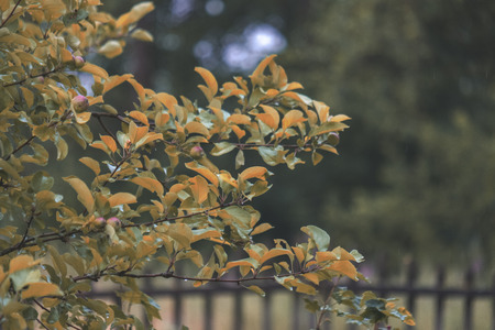 old wooden fence in garden at countryside with morning light and green foliage around it in summer -...
