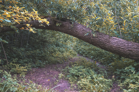 tree trunk silhouettes in forest with green foliage textures in background. sunny day - vintage retro lookの写真素材