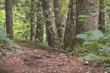 tree trunk textured background pattern. sunlit summer scene in forest with green vegetation foliage - vintage retro lookの写真素材