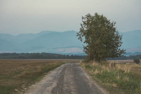 asphalted road leading up to the mountains in forest. summer time in slovakia, wavy lines and perspective - vintage retro lookの写真素材