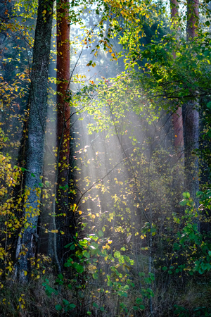 sun reys through autumn colored tree leaves in misty forest meadowの写真素材