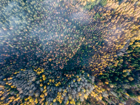 drone image. aerial view of rural area in autumn with yellow and red colored trees in forest from...
