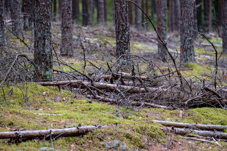 dry pine tree forest in autumn. gentle texture from tree trunks and blur backgroundの写真素材