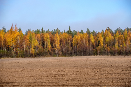 bright yellow colored birch tree leaves and branches in autumn. textured natural backgroundの写真素材