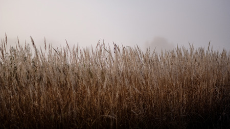 beautiful grass bents in autumn mist at countryside with shallow depth of field. foggy backgroundの写真素材