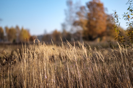 bright yellow colored birch tree leaves and branches in autumn. textured natural backgroundの写真素材