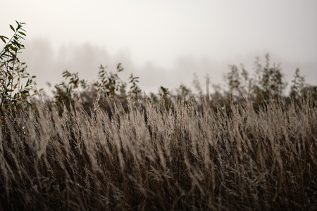 beautiful grass bents in autumn mist at countryside with shallow depth of field. foggy backgroundの写真素材