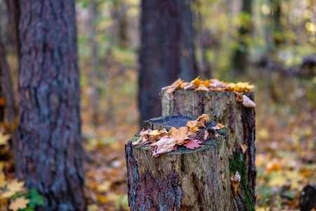 natural tourist trail in woods in late autumn with some colored leaves and bright skyの写真素材