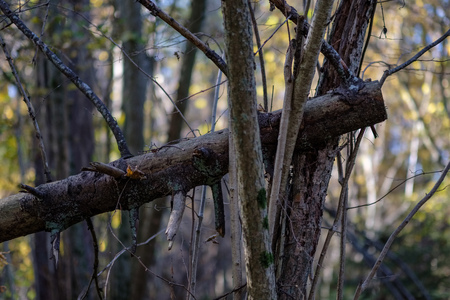 natural tourist trail in woods in late autumn with some colored leaves and bright skyの写真素材