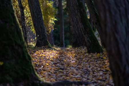 natural tourist trail in woods in late autumn with some colored leaves and bright sky