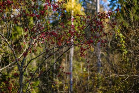 naked autumn trees with few red leaves  on green blur background in fall