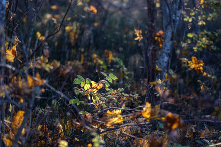 abstract background pattern of yellow autumn tree leaves. warm colorsの写真素材