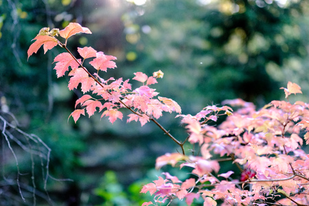 naked autumn trees with few red leaves  on green blur background in fallの写真素材