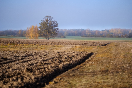 lonely autumn tree in middle of empty field in late fallの写真素材