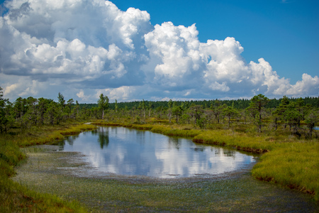 empty swamp landscape with water ponds and small pine trees in bright day with blue sky and some...
