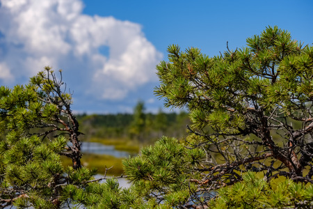 empty swamp landscape with water ponds and small pine trees in bright day with blue sky and some cloudsの写真素材