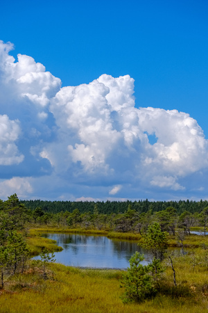empty swamp landscape with water ponds and small pine trees in bright day with blue sky and some cloudsの写真素材