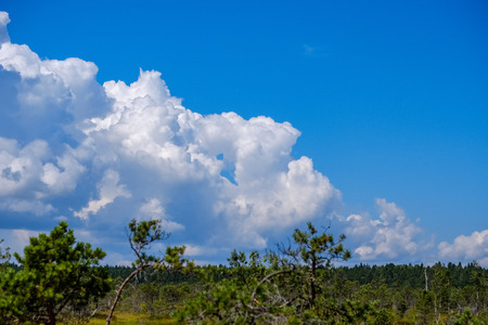 empty swamp landscape with water ponds and small pine trees in bright day with blue sky and some cloudsの写真素材