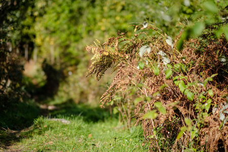colored tree leaves lush pattern in forest with branches and sunlight in early autumn nature at countrysideの写真素材
