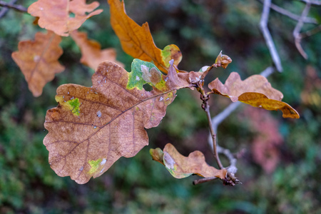 colored tree leaves lush pattern in forest with branches and sunlight in early autumn nature at countrysideの写真素材