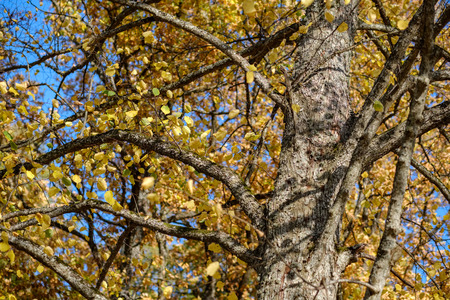 colored tree leaves lush pattern in forest with branches and sunlight in early autumn nature at...