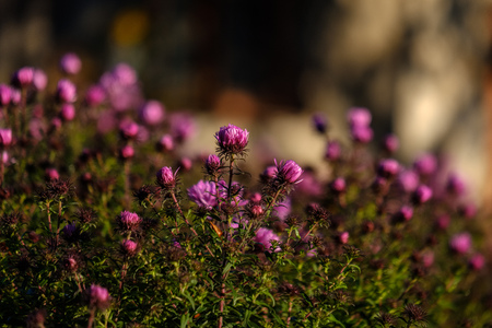 purple autumn flowers on blur background in countryside in morning lightの写真素材