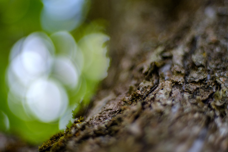 dry wood. tree trunk stomp textured pattern abstract texture of fallen broken tree with age lines....