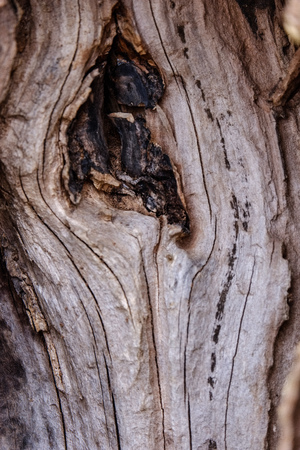 dry wood. tree trunk stomp textured pattern abstract texture of fallen broken tree with age lines....