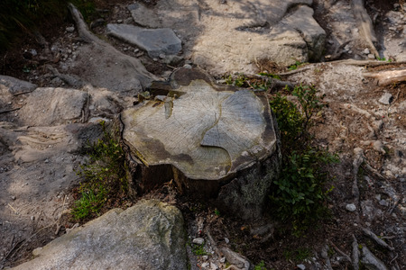 dry wood. tree trunk stomp textured pattern abstract texture of fallen broken tree with age lines. wooden art in natural environmentの写真素材
